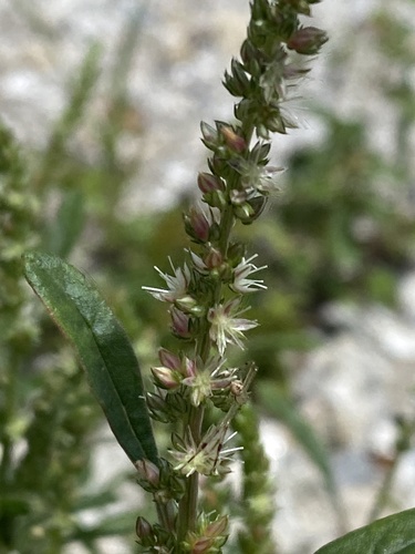 Amaranthus (amaranths) (alternate view 4)