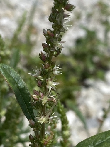 Amaranthus (amaranths) (alternate view 7)
