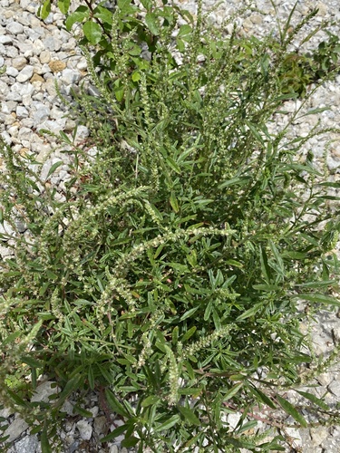 Amaranthus (amaranths) (alternate view 8)