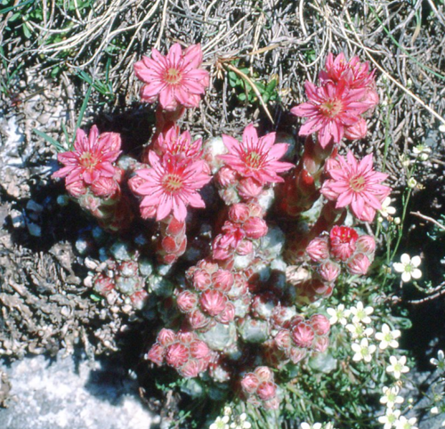 Sempervivum arachnoideum (cobweb houseleek) (alternate view 5)