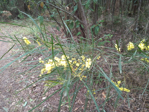 Acacia mucronata (Variable sallow wattle)