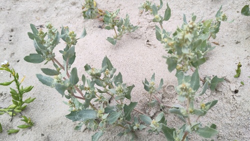 Atriplex laciniata (Frosted Orache)