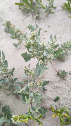 Atriplex laciniata (Frosted Orache)