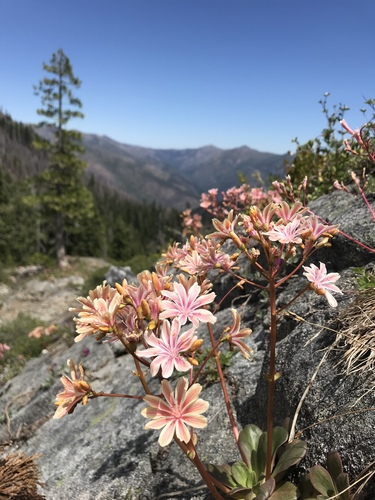 Lewisia cotyledon (lewisia)