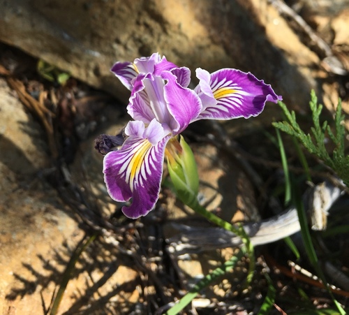 Iris × thompsonii