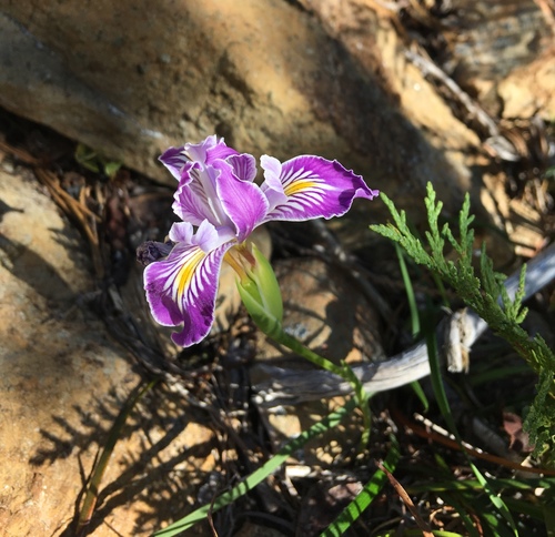 Iris × thompsonii (alternate view 2)