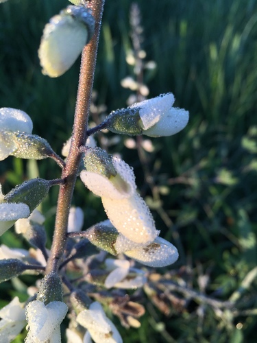 Baptisia lactea (prairie false indigo) (alternate view 3)