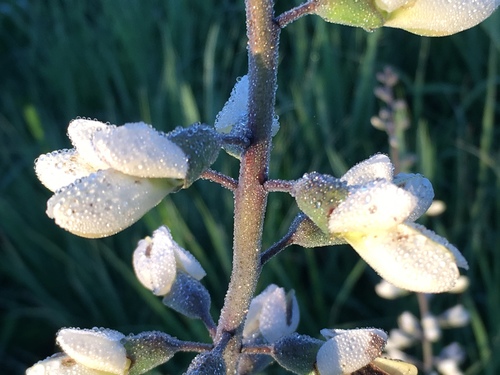 Baptisia lactea (prairie false indigo) (alternate view 2)