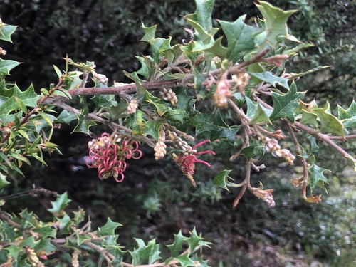 Grevillea aquifolium (variable prickly grevillea)