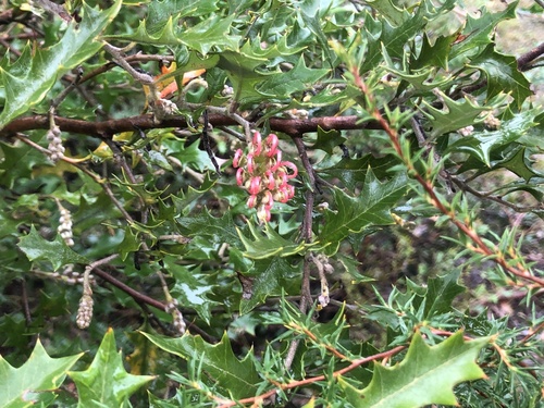 Grevillea aquifolium (variable prickly grevillea) (alternate view 2)