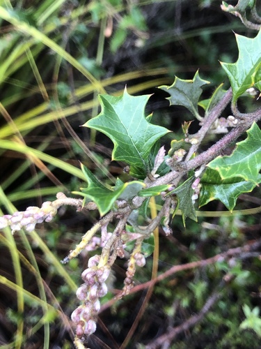 Grevillea aquifolium (variable prickly grevillea) (alternate view 3)