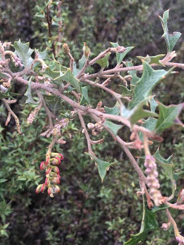 Grevillea aquifolium (variable prickly grevillea) (alternate view 4)