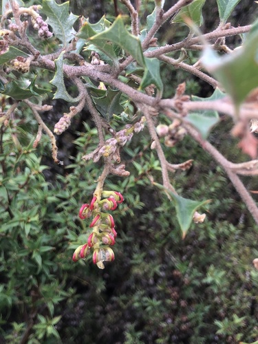Grevillea aquifolium (variable prickly grevillea) (alternate view 5)
