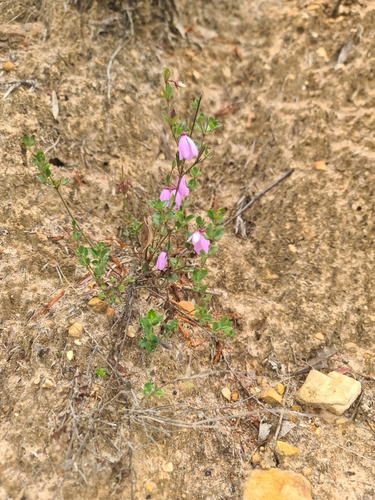 Tetratheca ciliata (Pink-bells) (alternate view 8)