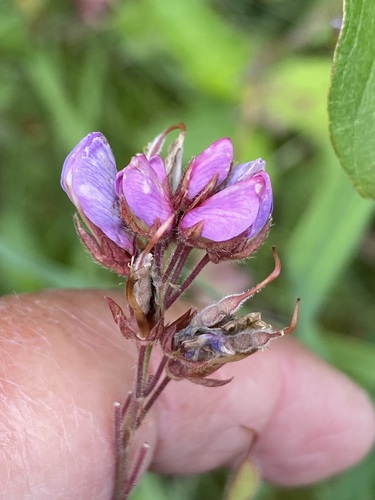 Desmodium canadense (showy tick-trefoil) (alternate view 2)