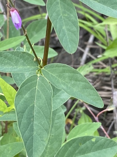 Desmodium canadense (showy tick-trefoil) (alternate view 3)
