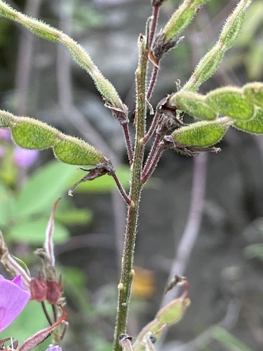 Desmodium canadense (showy tick-trefoil) (alternate view 4)