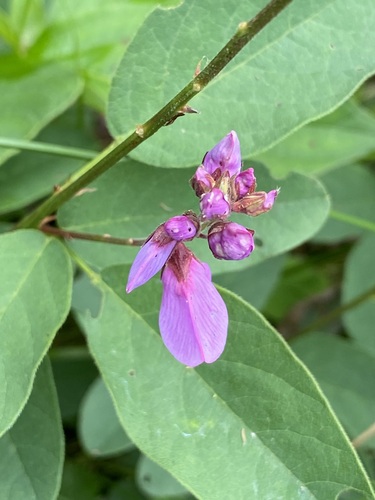 Desmodium canadense (showy tick-trefoil) (alternate view 5)
