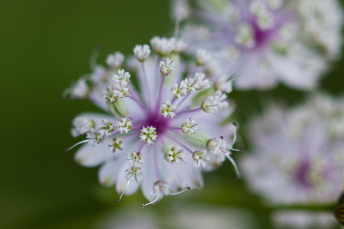 Astrantia major (Great Masterwort) (alternate view 10)