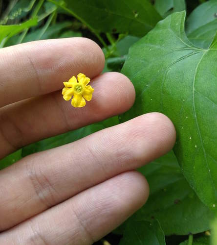 Melothria pendula (creeping cucumber) (alternate view 5)