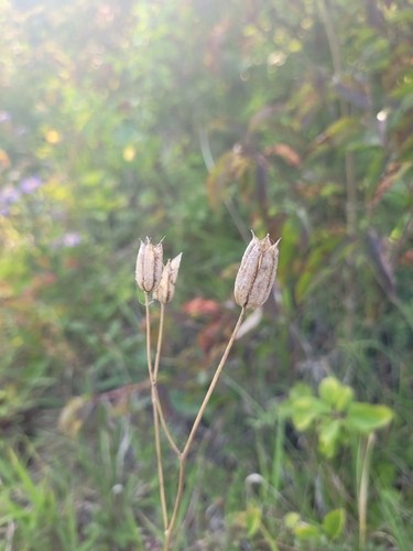Aquilegia vulgaris (columbine) (alternate view 4)