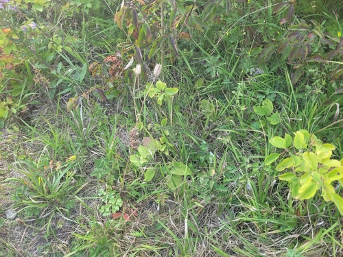Aquilegia vulgaris (columbine) (alternate view 5)