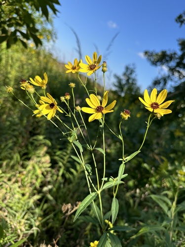 Coreopsis tripteris (Tall Coreopsis) (alternate view 4)