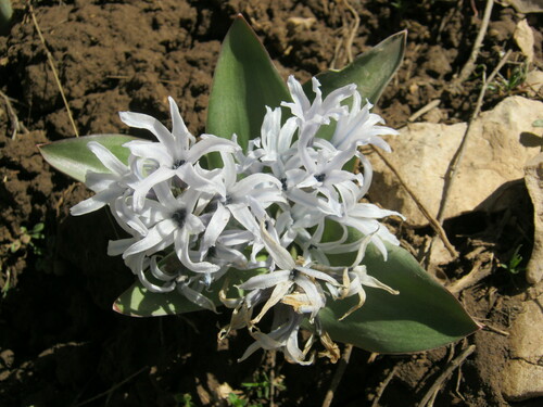 Hyacinthus (Hyacinths) (alternate view 6)