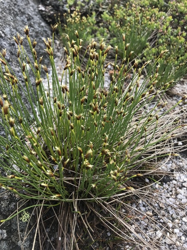 Trichophorum cespitosum (Tufted Bulrush)