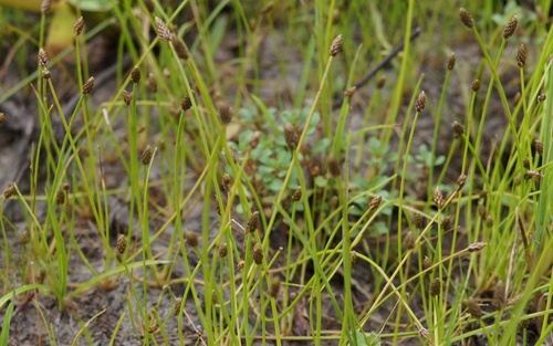 Eleocharis ovata (Ovoid Spikerush) (alternate view 3)