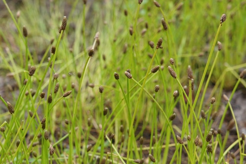 Eleocharis ovata (Ovoid Spikerush) (alternate view 4)