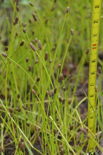 Eleocharis ovata (Ovoid Spikerush) (alternate view 5)