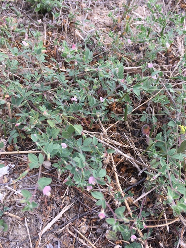 Acmispon americanus (Spanish clover) (alternate view 4)