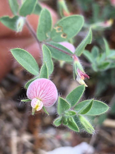 Acmispon americanus (Spanish clover) (alternate view 3)
