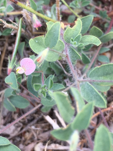 Acmispon americanus (Spanish clover) (alternate view 5)