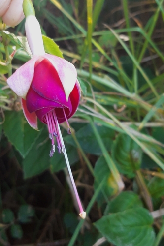Fuchsia x hybrida (Fuchsia)