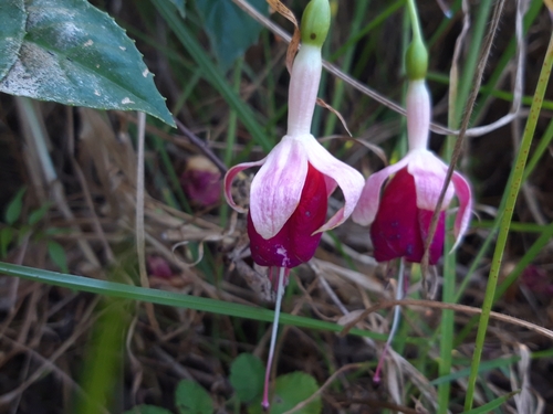 Fuchsia x hybrida (Fuchsia) (alternate view 3)