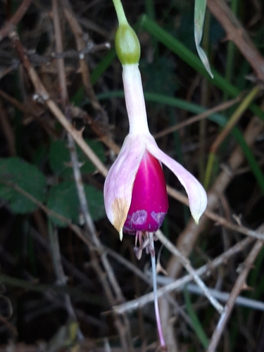 Fuchsia x hybrida (Fuchsia) (alternate view 4)