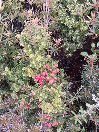 Leptecophylla parvifolia (Mountain Pinkberry)