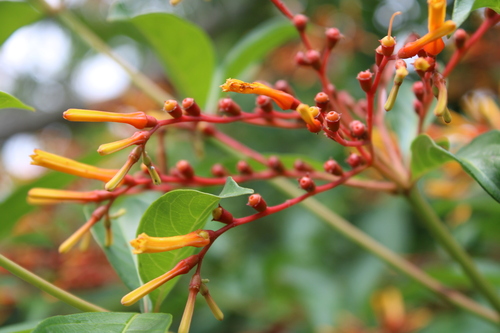 Hamelia patens (Firebush) (alternate view 2)