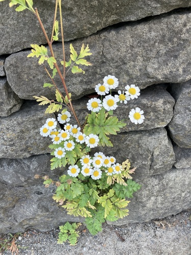 Tanacetum parthenium (feverfew)