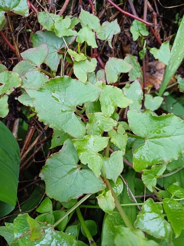 Rumex sagittatus (Climbing dock) (alternate view 5)
