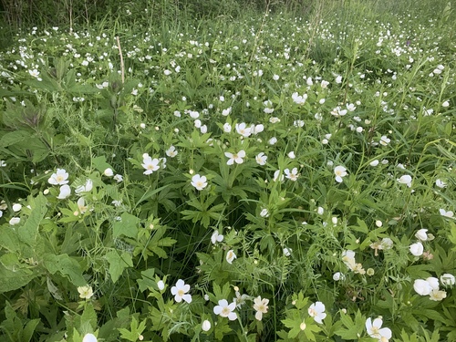 Anemonastrum canadense (Canada anemone)