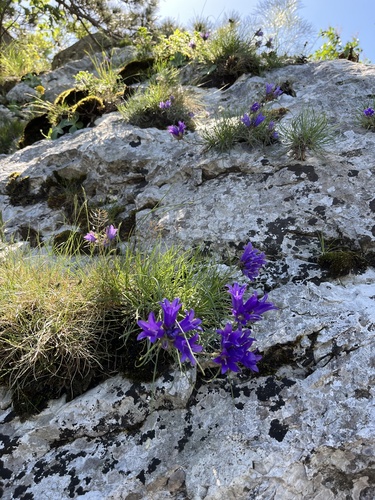 Edraianthus graminifolius (Grassy Bells)