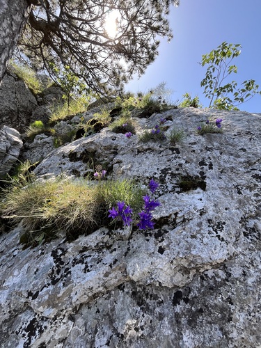 Edraianthus graminifolius (Grassy Bells)