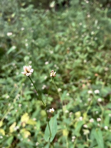 Persicaria sagittata (arrow-leaved tearthumb) (alternate view 3)