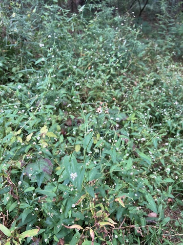 Persicaria sagittata (arrow-leaved tearthumb) (alternate view 4)