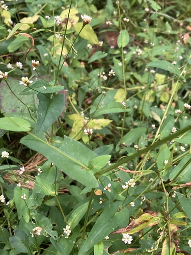 Persicaria sagittata (arrow-leaved tearthumb) (alternate view 5)
