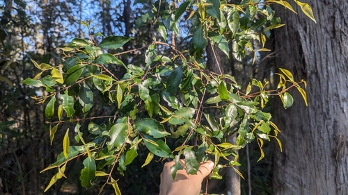 Syzygium oleosum (Blue Lilly Pilly) (alternate view 3)