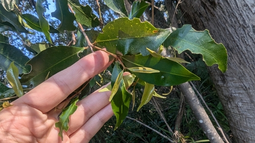 Syzygium oleosum (Blue Lilly Pilly) (alternate view 5)